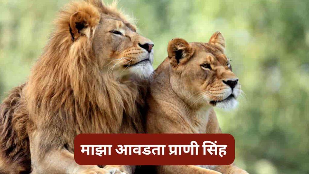 माझा आवडता प्राणी सिंह | Maza Avadta Prani Sinha