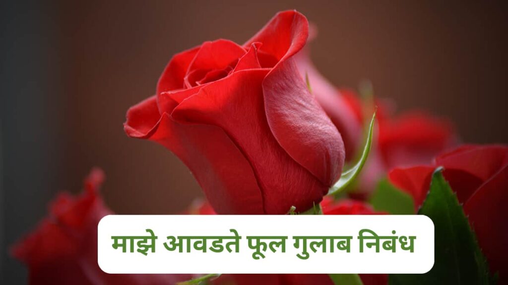 माझे आवडते फूल गुलाब निबंध मराठी | Maze Avadte Ful Gulab Marathi nibandh