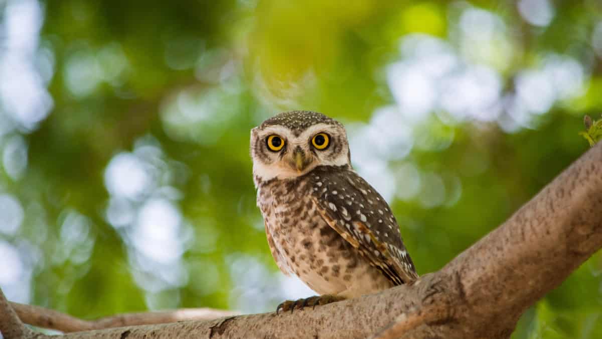 Owl Information In Marathi